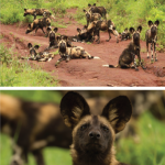 WildDogs