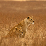 Two females recently spotted in the Ngorongoro Crater